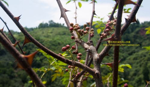 花椒湖北恩施特产干花麻椒山农家香料小花食用花椒