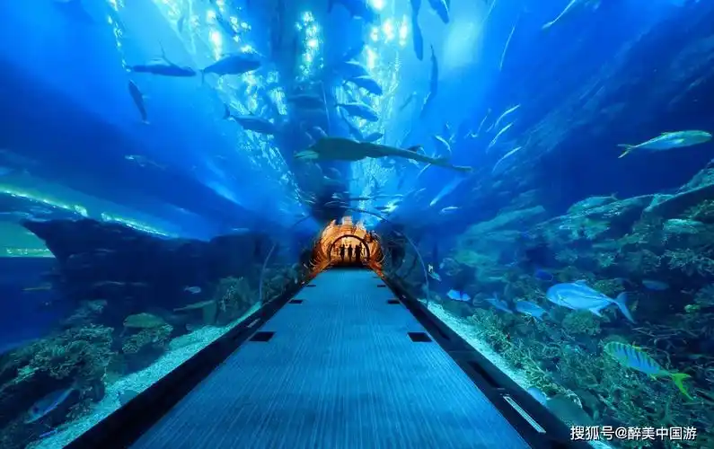 原创探访长沙海底世界欣赏各种灵动的海洋生物适合亲子同乐