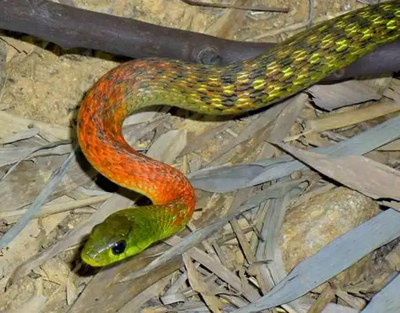 href="#">游蛇科 /a> a href="#">颈槽蛇属 /a>的爬行动物,俗名野鸡项