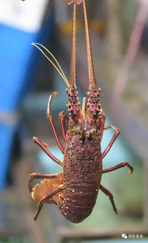 世界著名龙虾大全