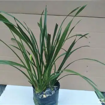 建兰黄金小神童6苗2花1芽编号10