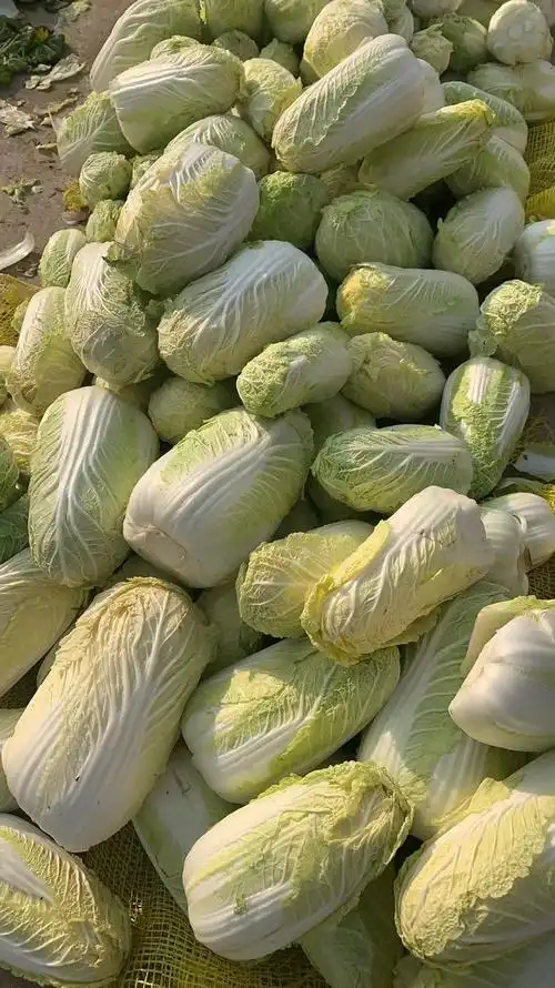 [娃娃菜批发]娃娃菜大小中棵都有欢迎价格2.00元/斤 - 一亩田