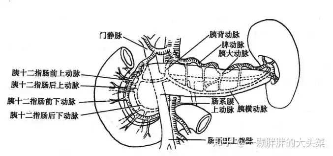 胰尾的血供来源于:脾动脉分支,胰背动脉,胰大动脉通过胰横动脉构成