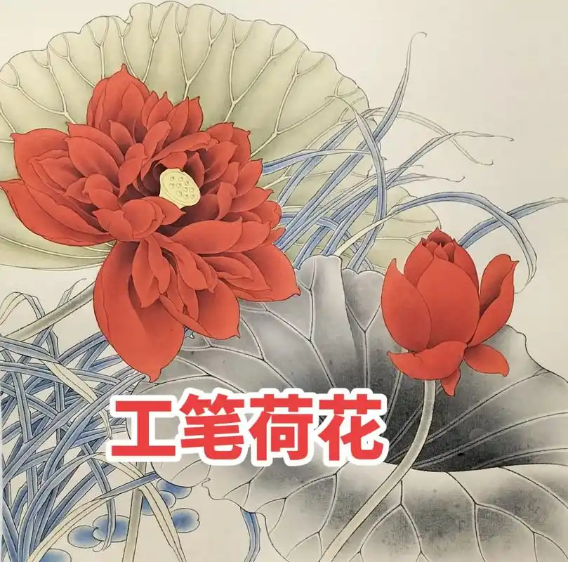 工笔荷花图.分染及染色步骤,希望大家喜欢!#工笔画 #手绘 - 抖音