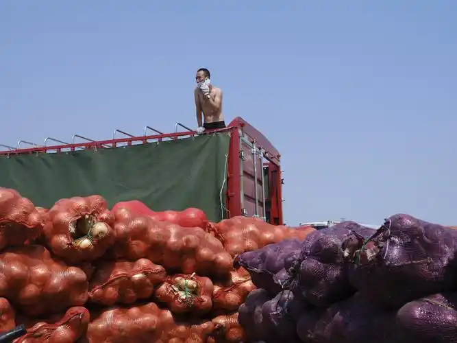 原创新发地临时交易区:运菜车昼夜往返,不收摊位费|图集