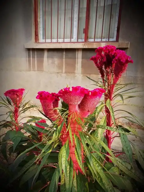 鸡冠花"花中之禽"