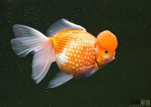 福州金鱼展(皇冠珍珠)