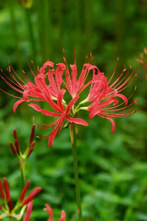 一组彼岸花(曼珠沙华)