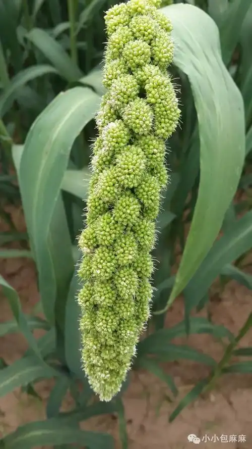 明日团皇家产地专供小米做的米粉超香天然营养更好消化