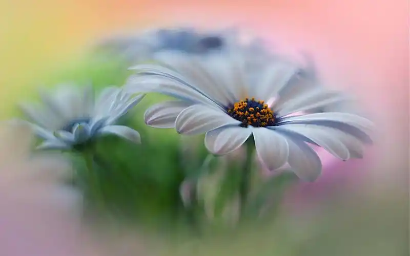 那些盛开的花儿