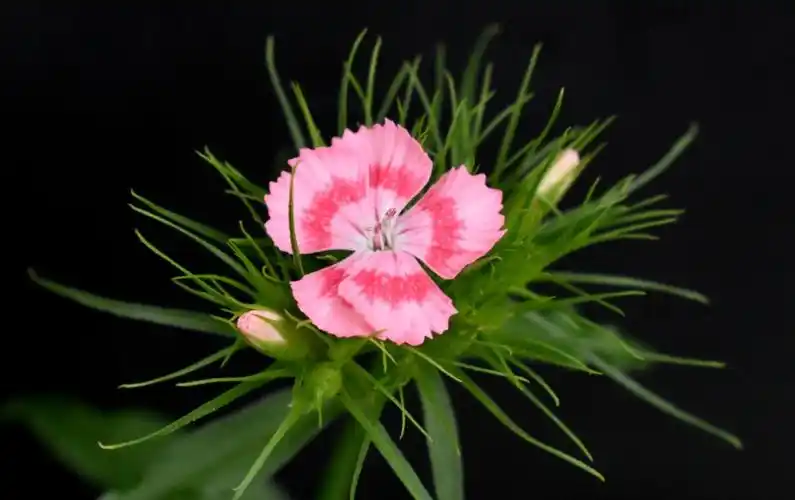 须苞石竹(须苞石竹可以扦插吗)