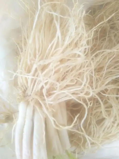 网红苤菜根2斤新鲜蔬菜佐料撇菜根可种植韭菜根云南特产普洱包邮