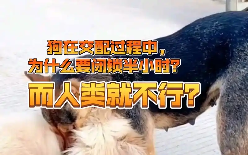 交配还要被上锁?狗狗为何喜欢爬跨,而且还不分性别