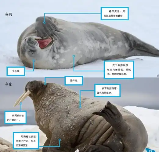 鳍足类动物主要分成三类:海豹,海狮(包括海狗)和海象.