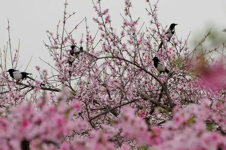 桃花与喜鹊