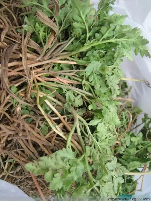 200蛇不见 (阴地蕨)