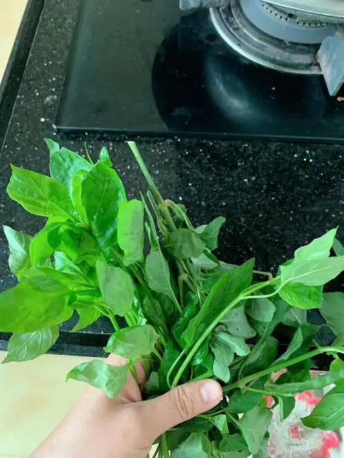 这个是不是血通菜,准备煮来吃.看样子又不像狗肝菜,又不像红丝线.