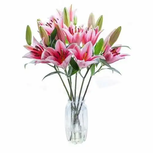 香水百合每周一花