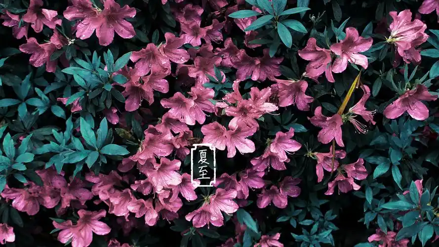 自然美景夏至风情