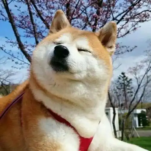 宠物狗的搞笑名字自带出场bgm可爱点