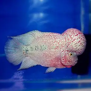 泰国进口金花罗汉鱼幻彩罗汉鱼重金属罗汉鱼蛇纹罗汉鱼红马罗汉鱼￥