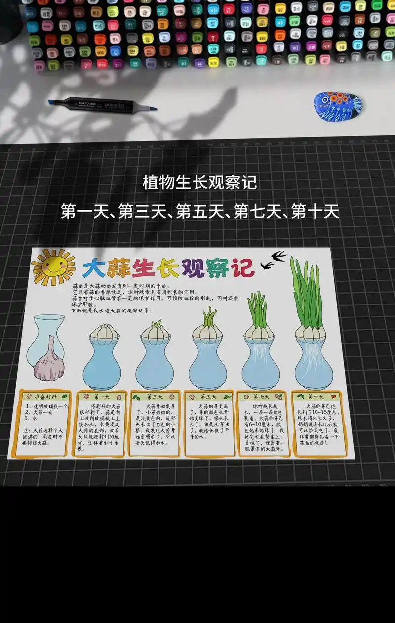 大蒜生长观察日记手抄报,从大蒜到蒜苗的生长过程记录,有生长照片,有