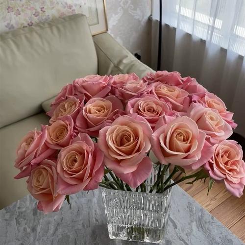 猪猪小姐肯尼亚切花玫瑰月季新品新手抗病好丰花阳台绿植盆栽花卉