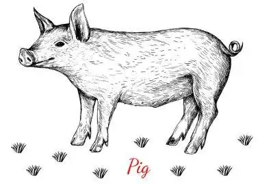 刻猪图要用刻离体的猪插画素描线的艺术