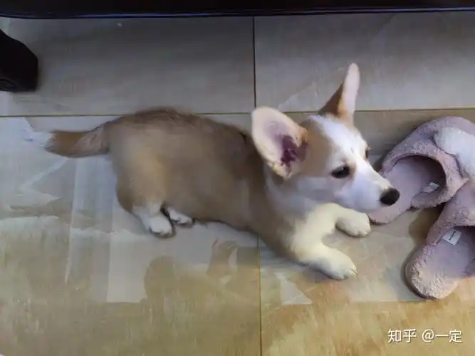 柯基不断尾会怎么样