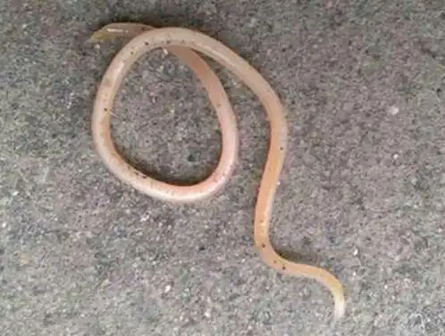 孩子有这些反应,就是有寄生虫的表现! - 美篇