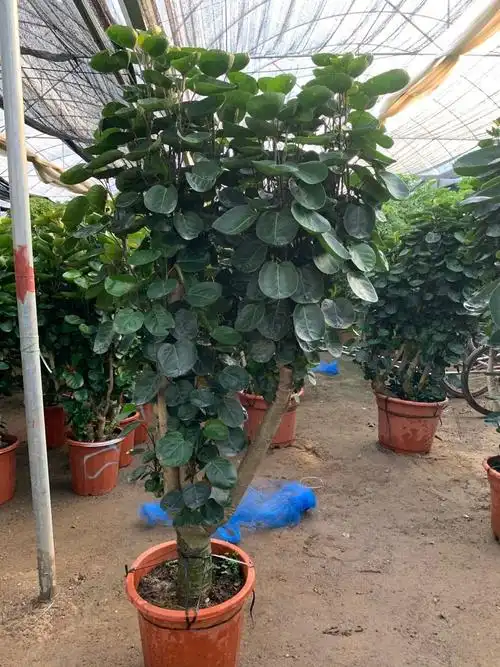 福禄桐圆叶金钱兜大型室内盆栽客厅办公室植物钱多多金钱树好寓意