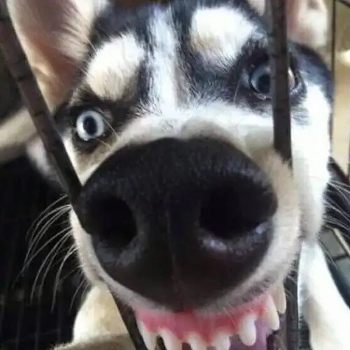 调皮二哈龇牙咧嘴头像