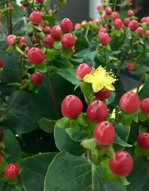 花,红果金丝桃,藤黄科