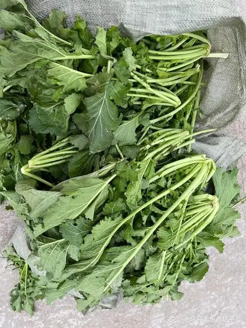 新鲜腊菜 芥菜 辣菜 气味香爽 吃了还想吃