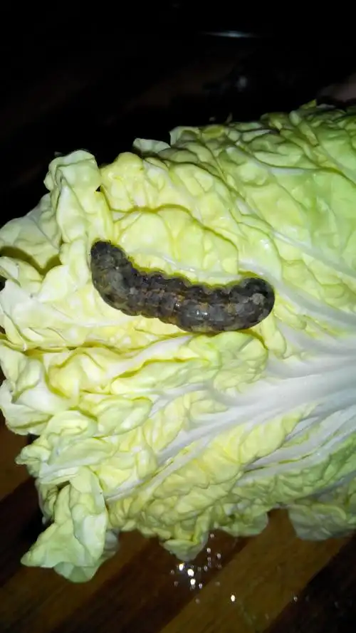 请问白菜上这种什么虫子啊