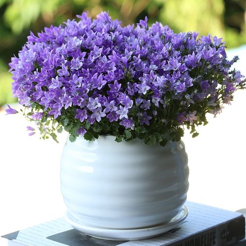 丹麦风铃花盆盆栽开花盆花量大花期阳台窗台时令草本花卉