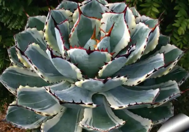 龙舌兰有哪些品种