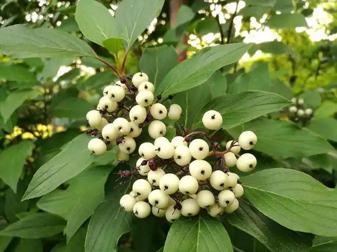 美丽的红瑞木小白果