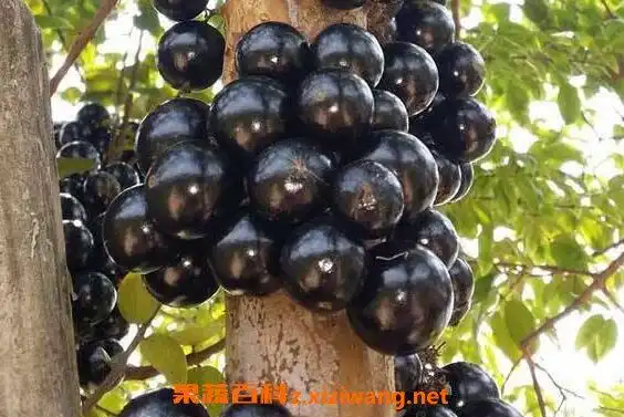 嘉宝果怎么吃 嘉宝果的食用方法