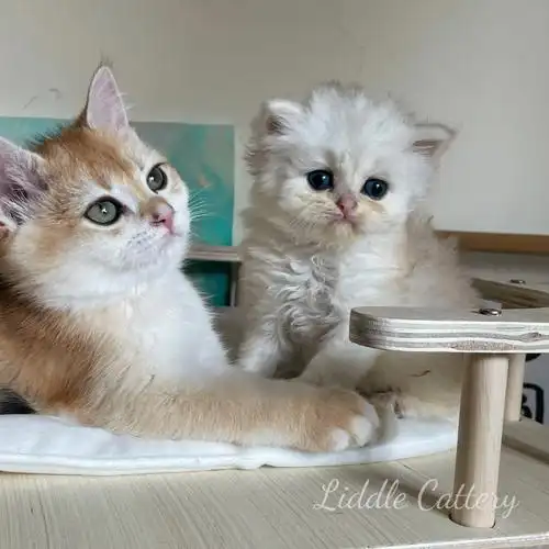 图上金渐层银渐层都蹲家长