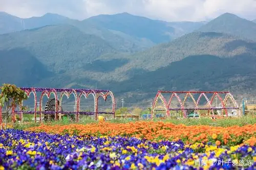 来到大理的夏夜星空,一片花海绽放在眼前