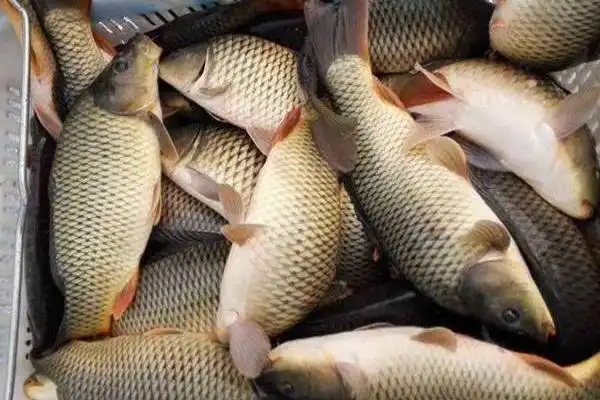 求购鲤鱼苗鲤鱼苗养殖鲤鱼苗报价鱼苗批发更多鱼苗采购采购大厅优选