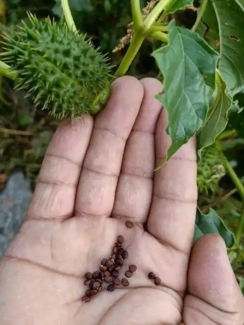 人吃了曼陀罗种子会怎样?