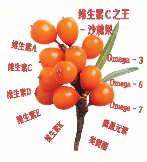 沙棘果为什么会被称为维生素c之王