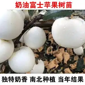 奶油富士苹果树