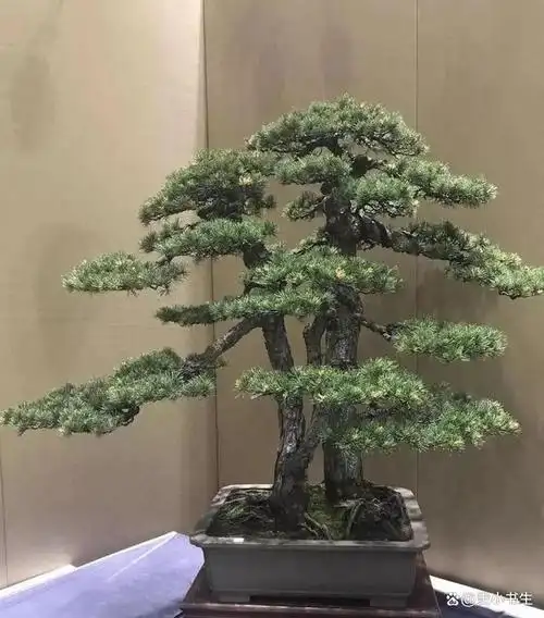 玩盆景这几种树至少要玩上一盆