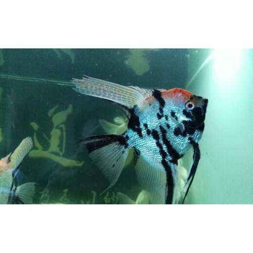 秘鲁活鱼热带观赏鱼猫燕埃及七彩神仙 熊猫三色燕6-8cm1条价可配公母