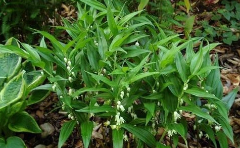 中医带你了解竹根七的药用功效及其形态特征!