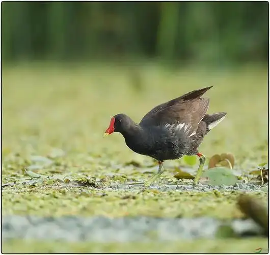 寻食中的红头黑水鸡