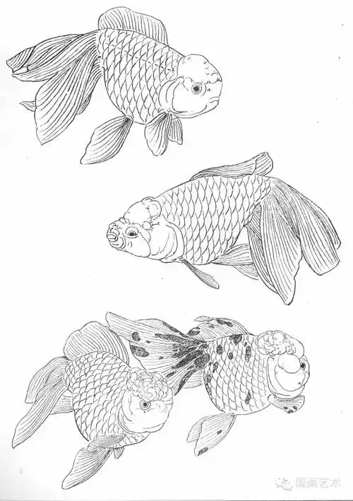 工笔画线描花鸟画谱金鱼篇